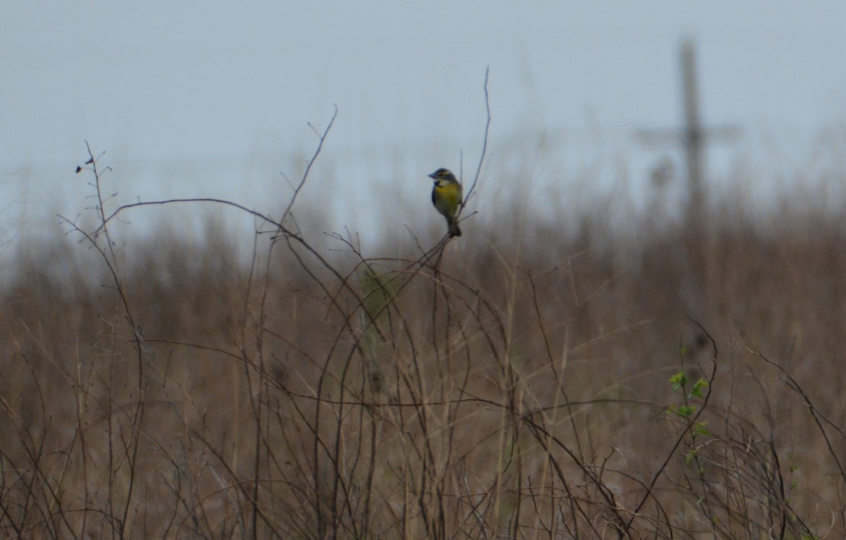 Dickcissel - "Chia" Cory Chiappone ⚡️