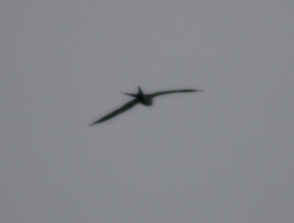 Swallow-tailed Kite - ML575083441