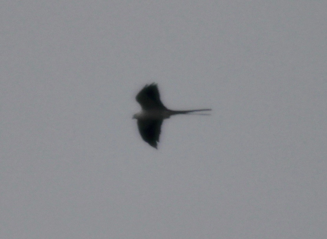 Swallow-tailed Kite - ML575083451