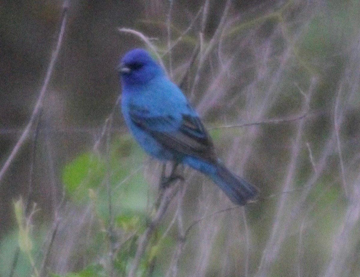 Indigo Bunting - ML575083501