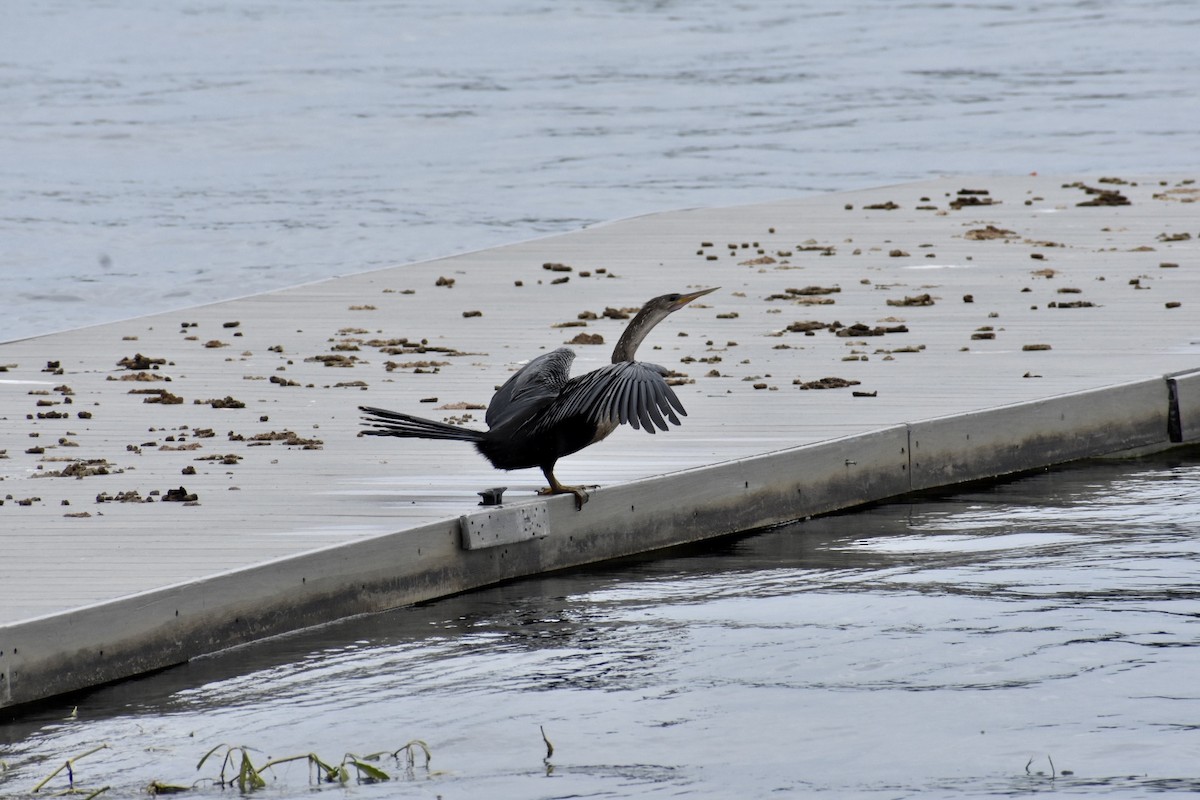 Anhinga - ML575085131