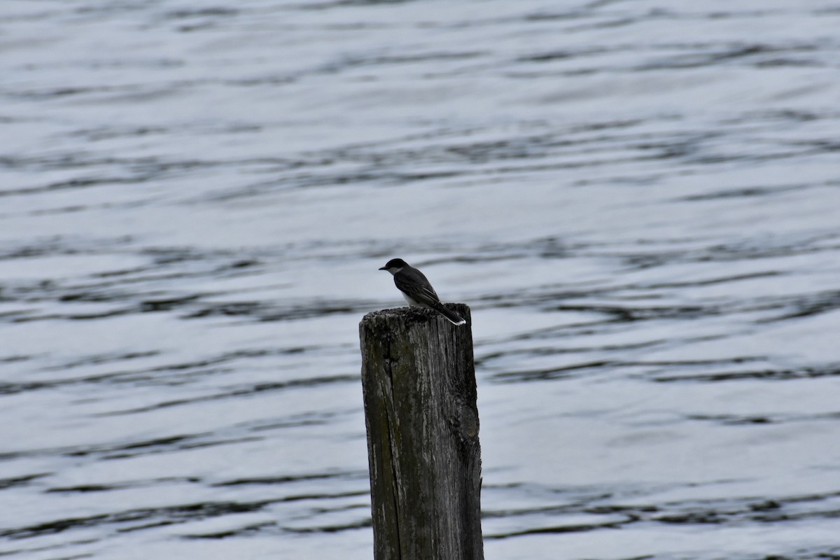 Eastern Kingbird - ML575085391