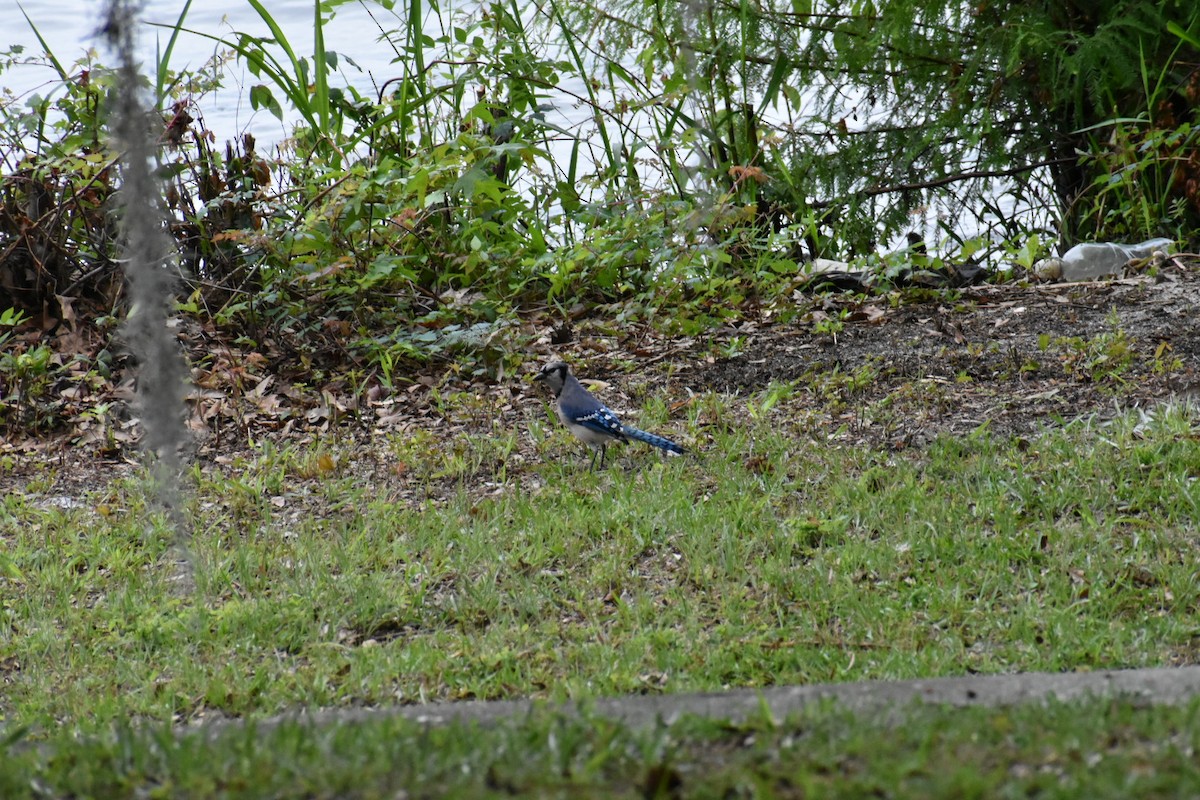 Blue Jay - ML575085491