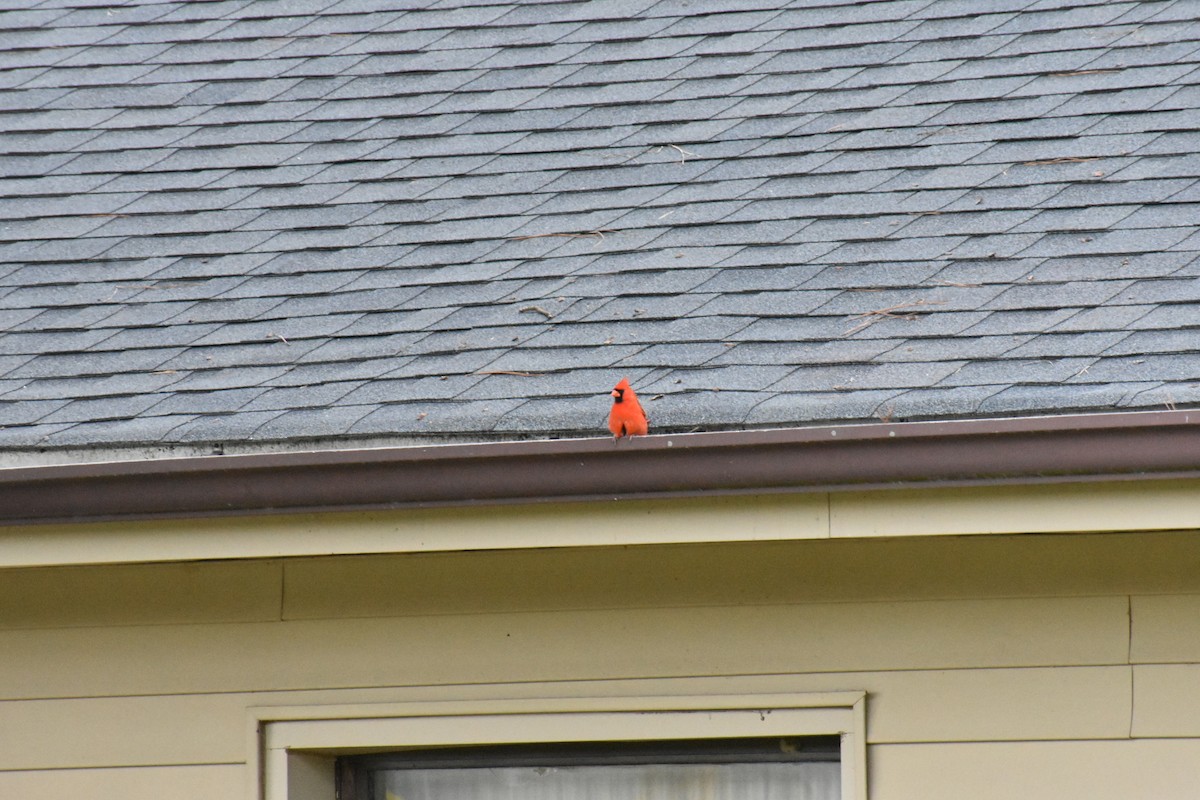 Northern Cardinal - ML575085631