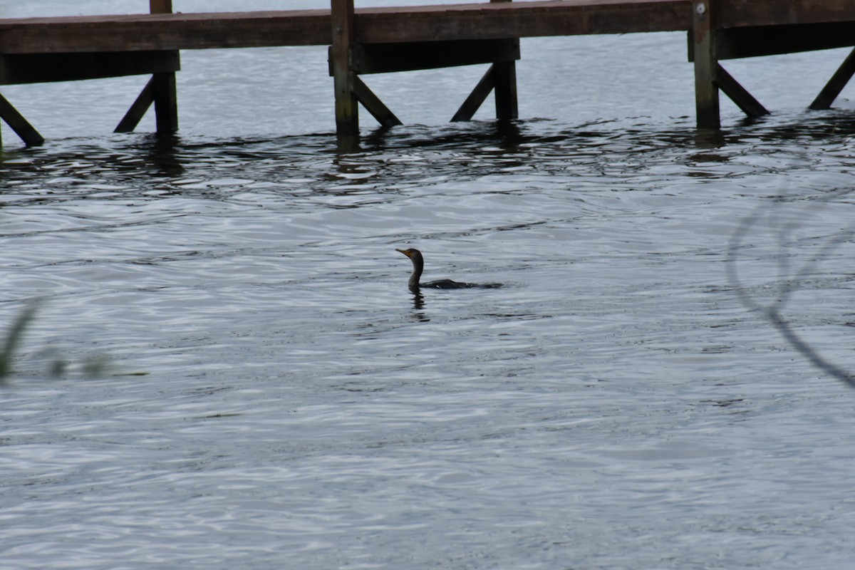 Double-crested Cormorant - ML575085691