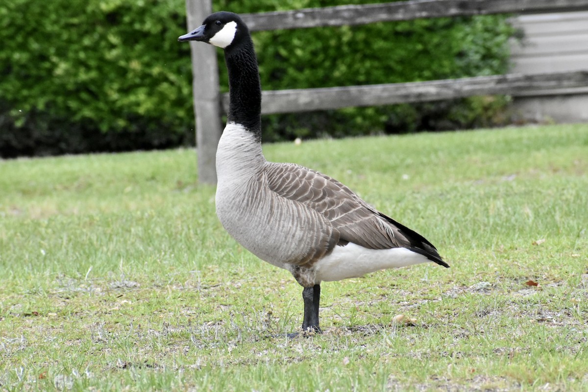 Canada Goose - ML575085911