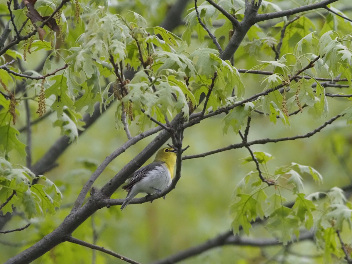 Yellow-throated Vireo - ML575086351