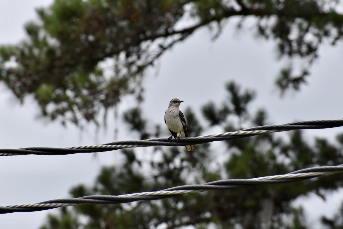 Northern Mockingbird - ML575086611