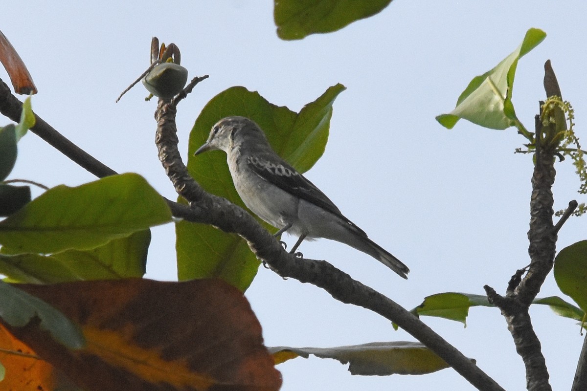 White-shouldered Triller - ML57508711