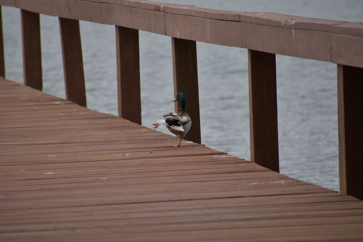 Mallard - ML575087301