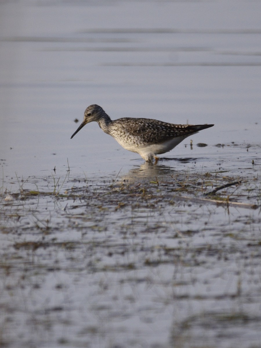 Lesser Yellowlegs - ML575087531