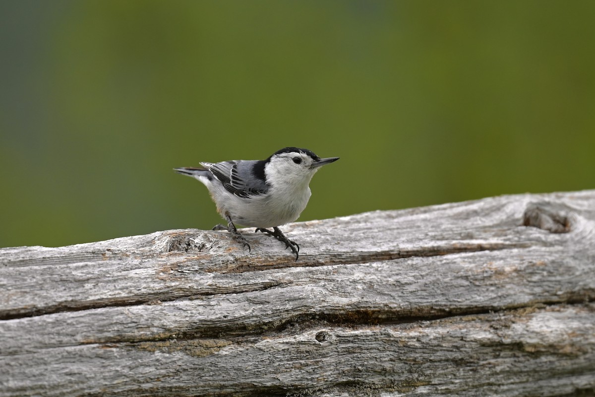 White-breasted Nuthatch - ML575088051