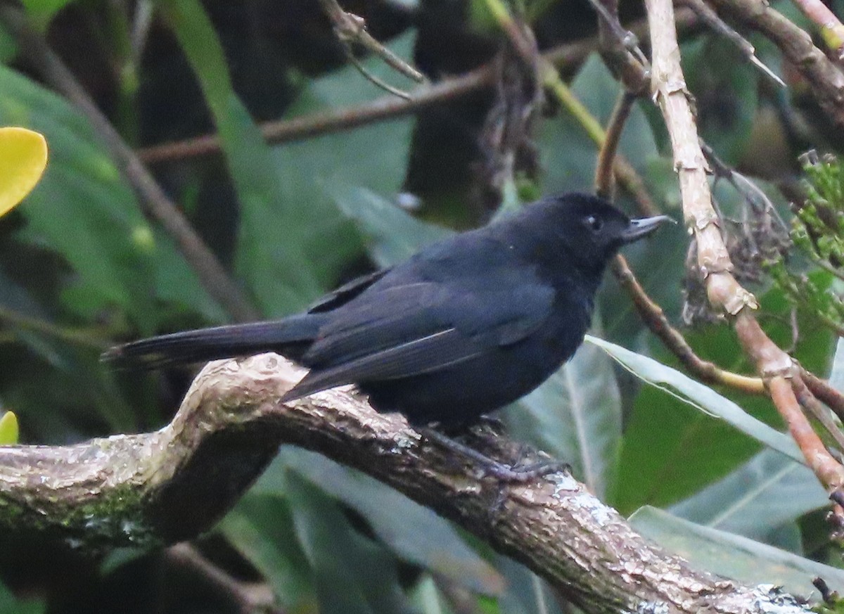 Black Flowerpiercer - Alejandro Mendoza