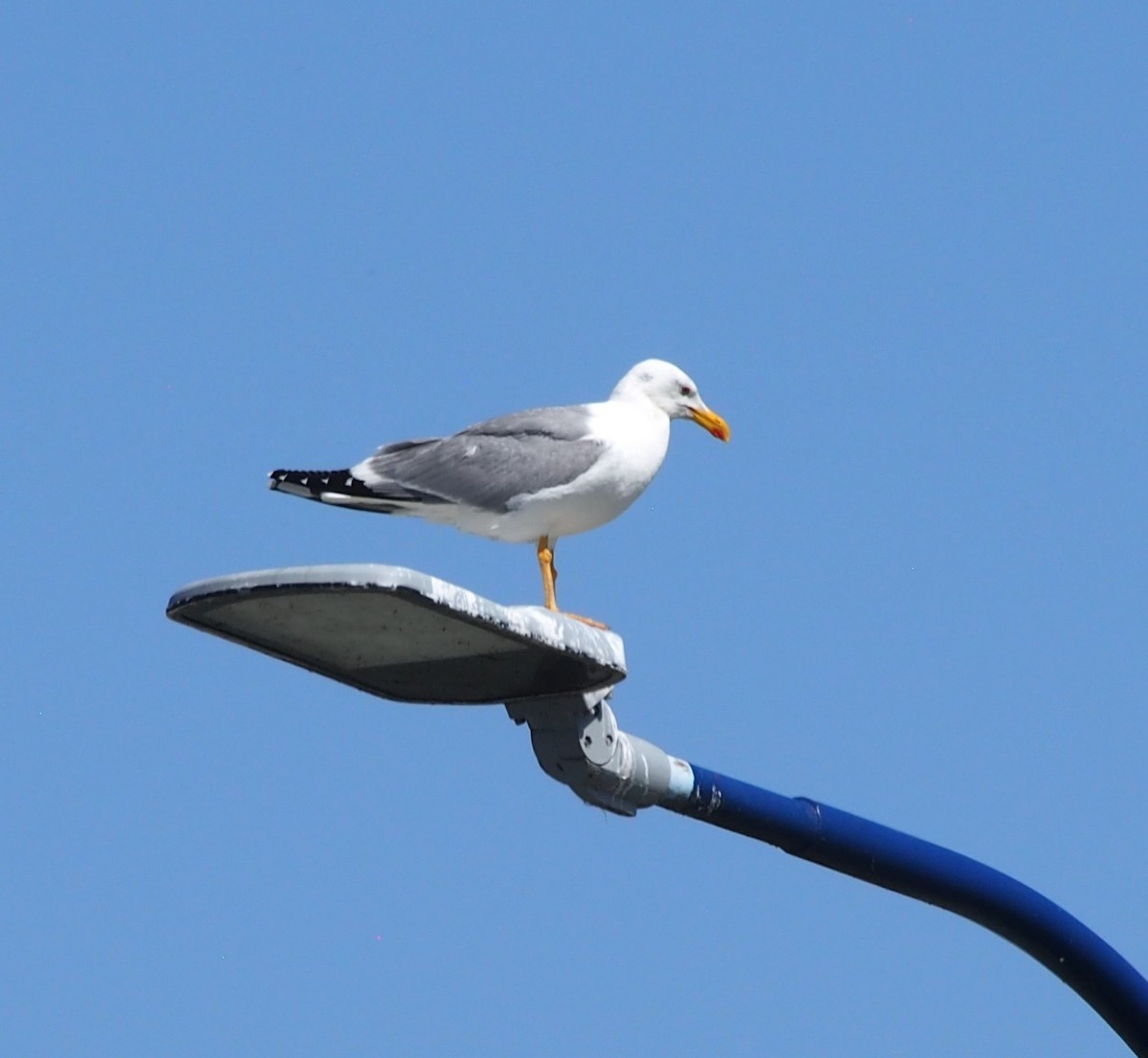 Yellow-legged Gull - ML575088501