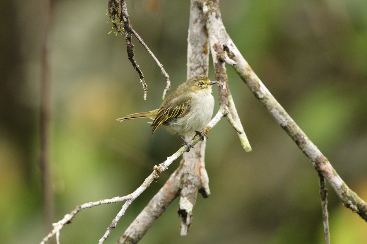 Choco Tyrannulet - Hugo Arnal