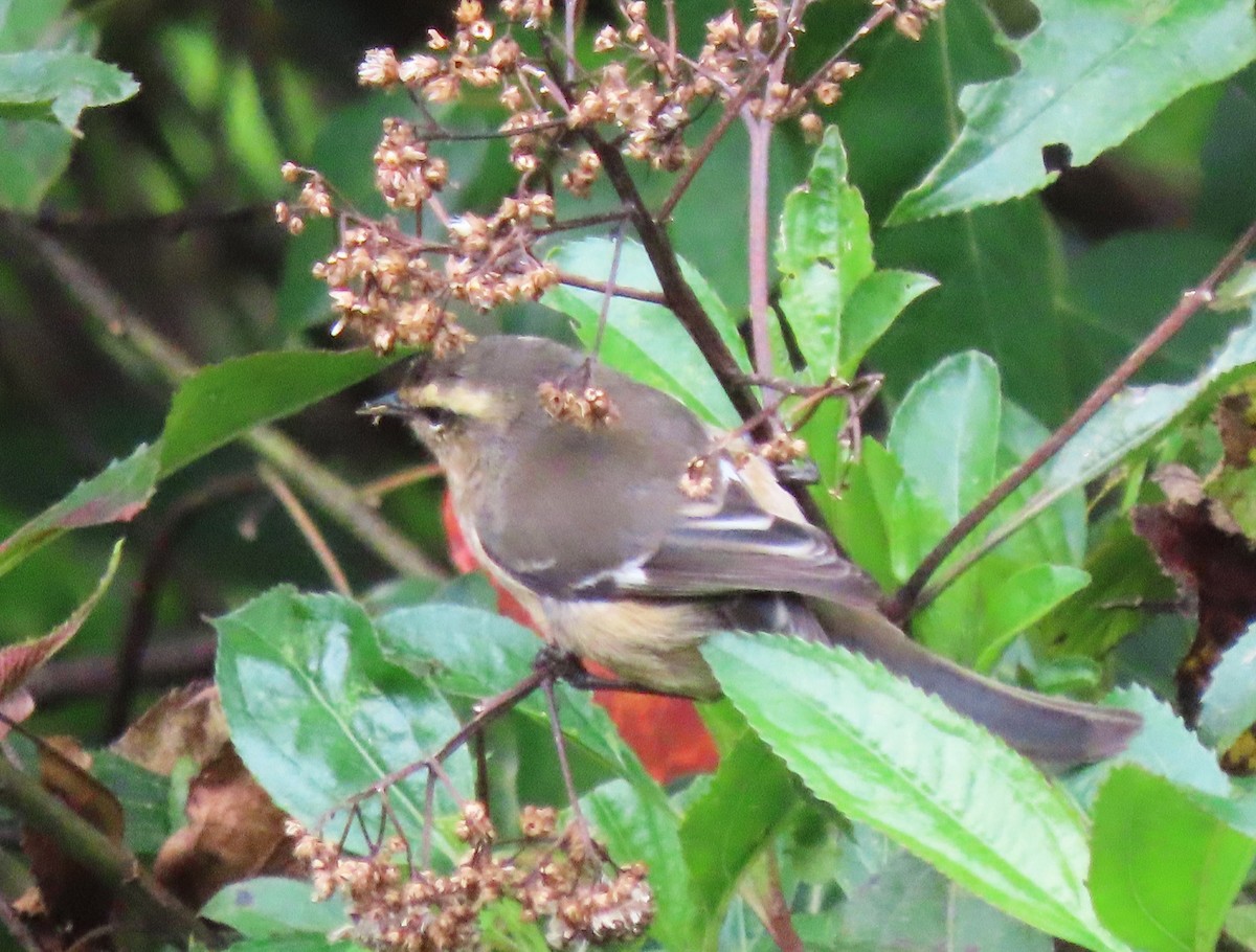 Cinereous Conebill - Alejandro Mendoza