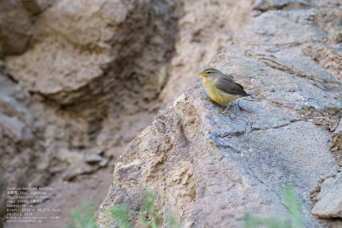 Mosquitero del Pamir - ML57508951