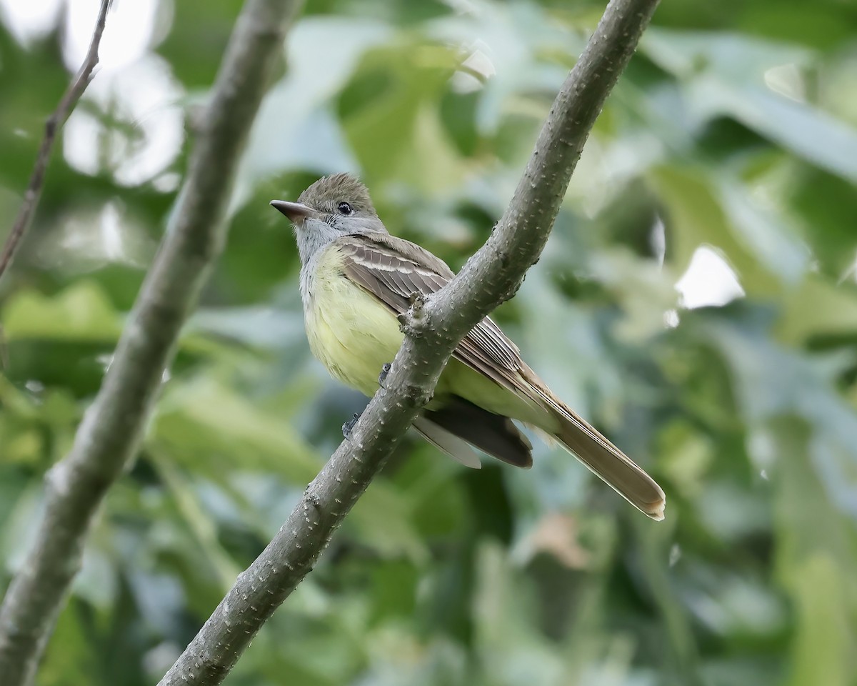 Great Crested Flycatcher - ML575089851