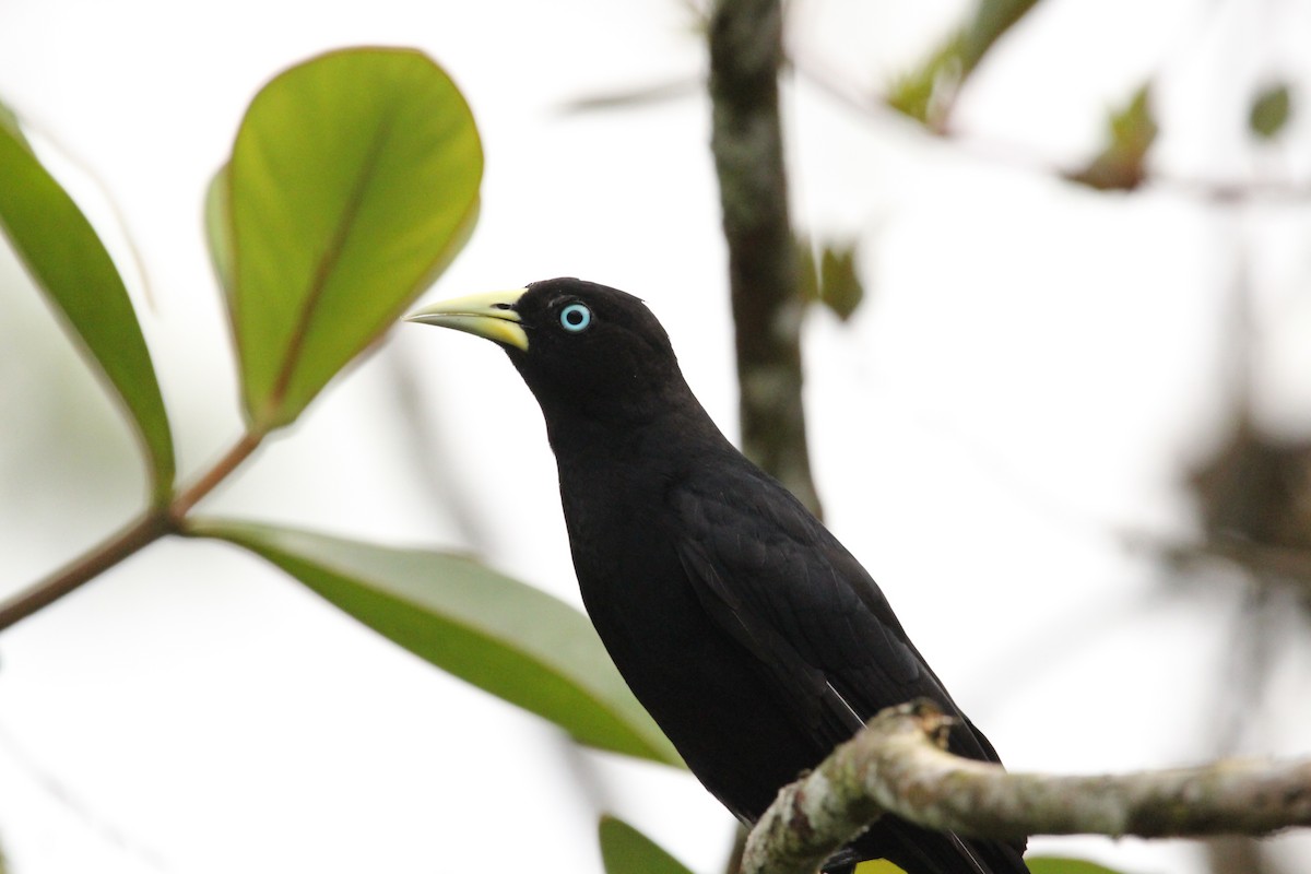 Scarlet-rumped Cacique - ML575090391