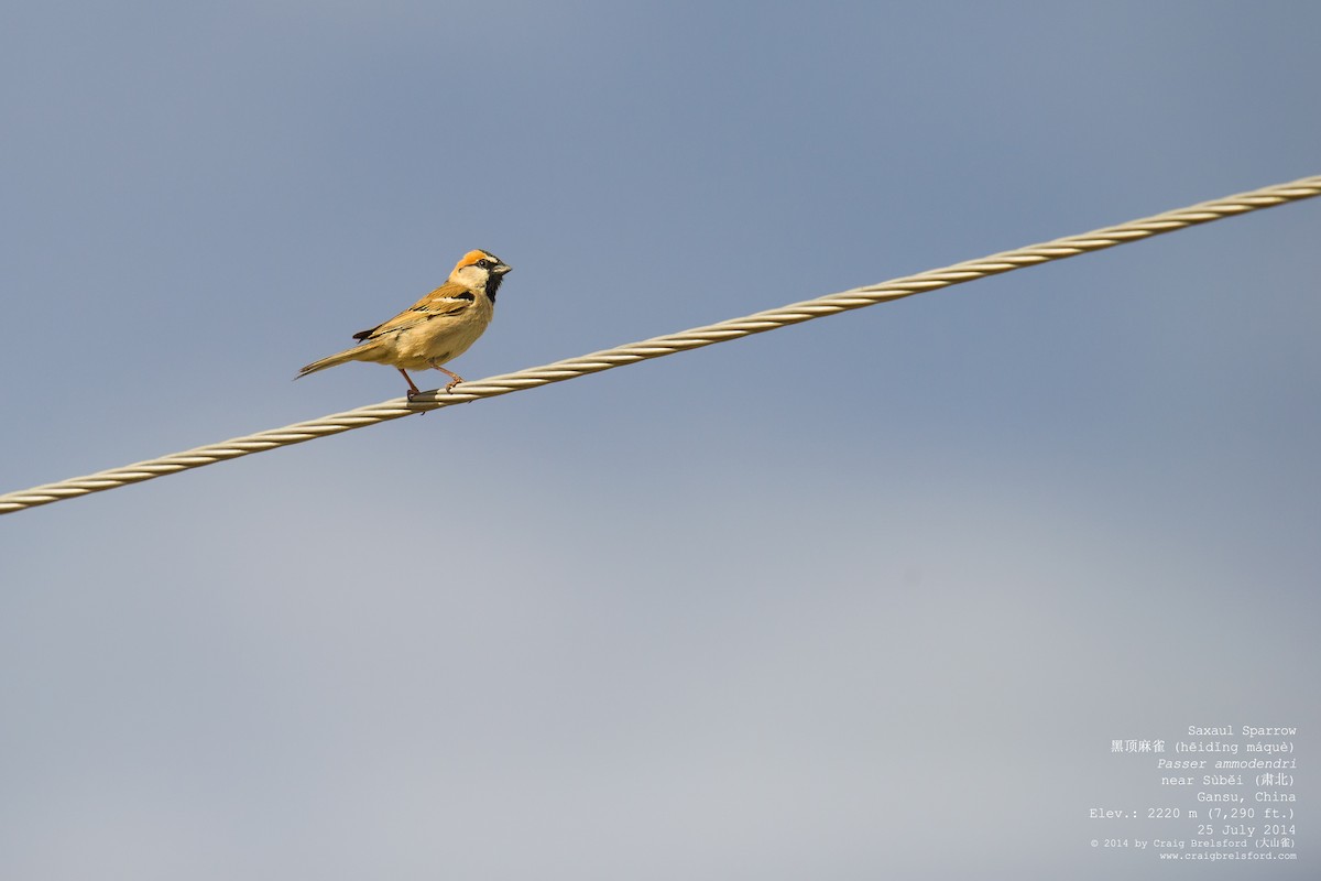 Moineau des saxaouls - ML57509171