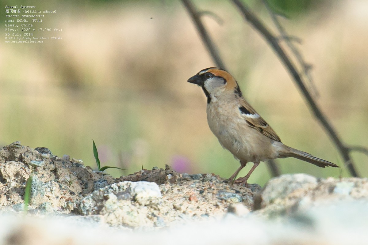 Moineau des saxaouls - ML57509191