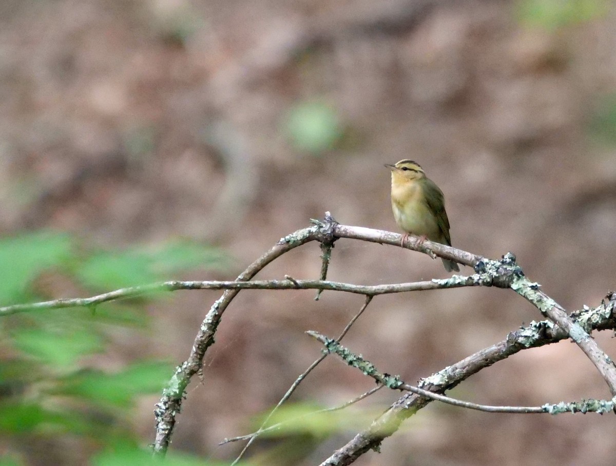 Worm-eating Warbler - ML575091931