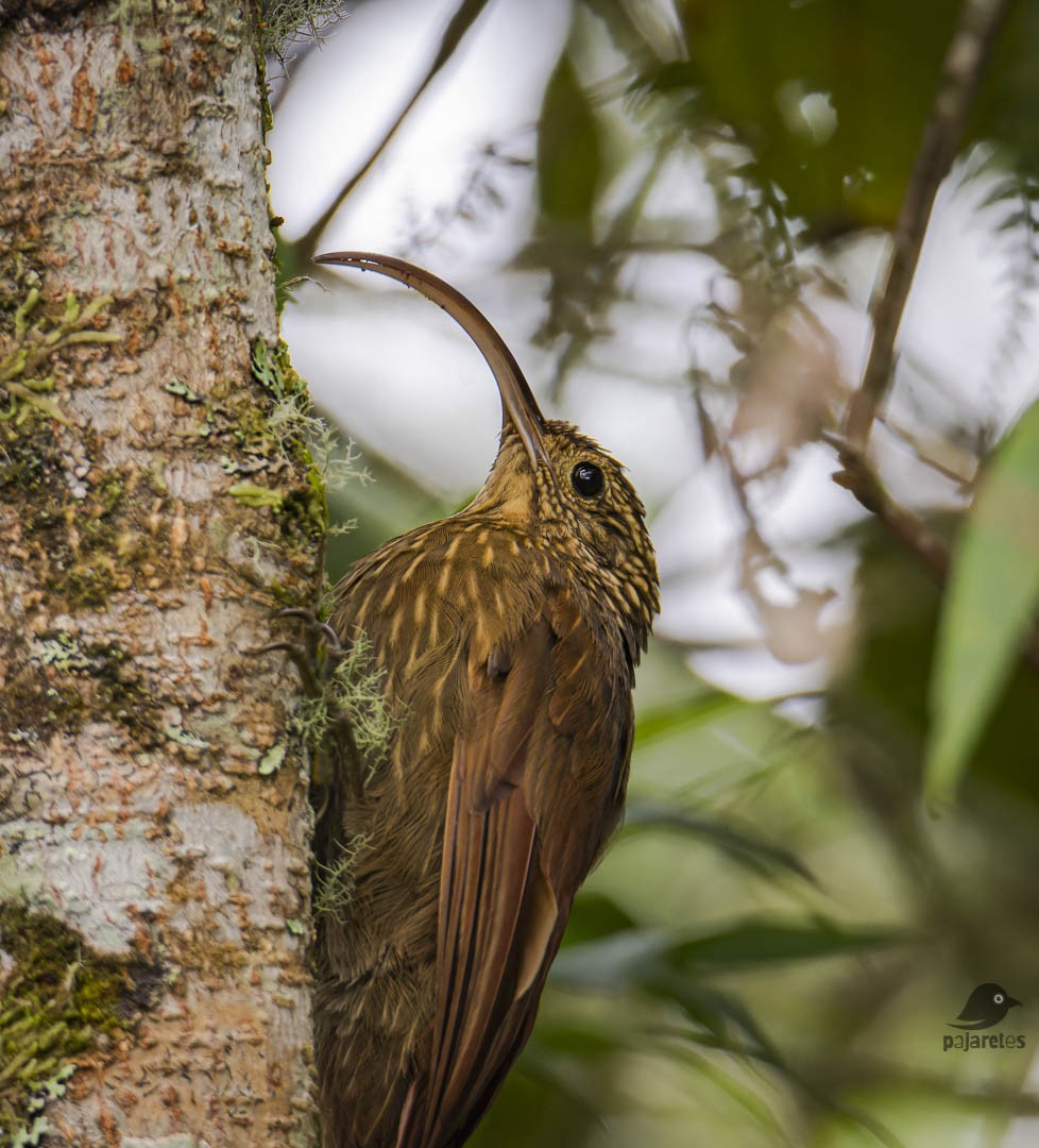 Brown-billed Scythebill - Juan Carlos Herrera  Diez