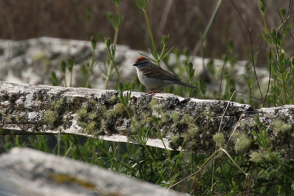 Chipping Sparrow - ML575094851