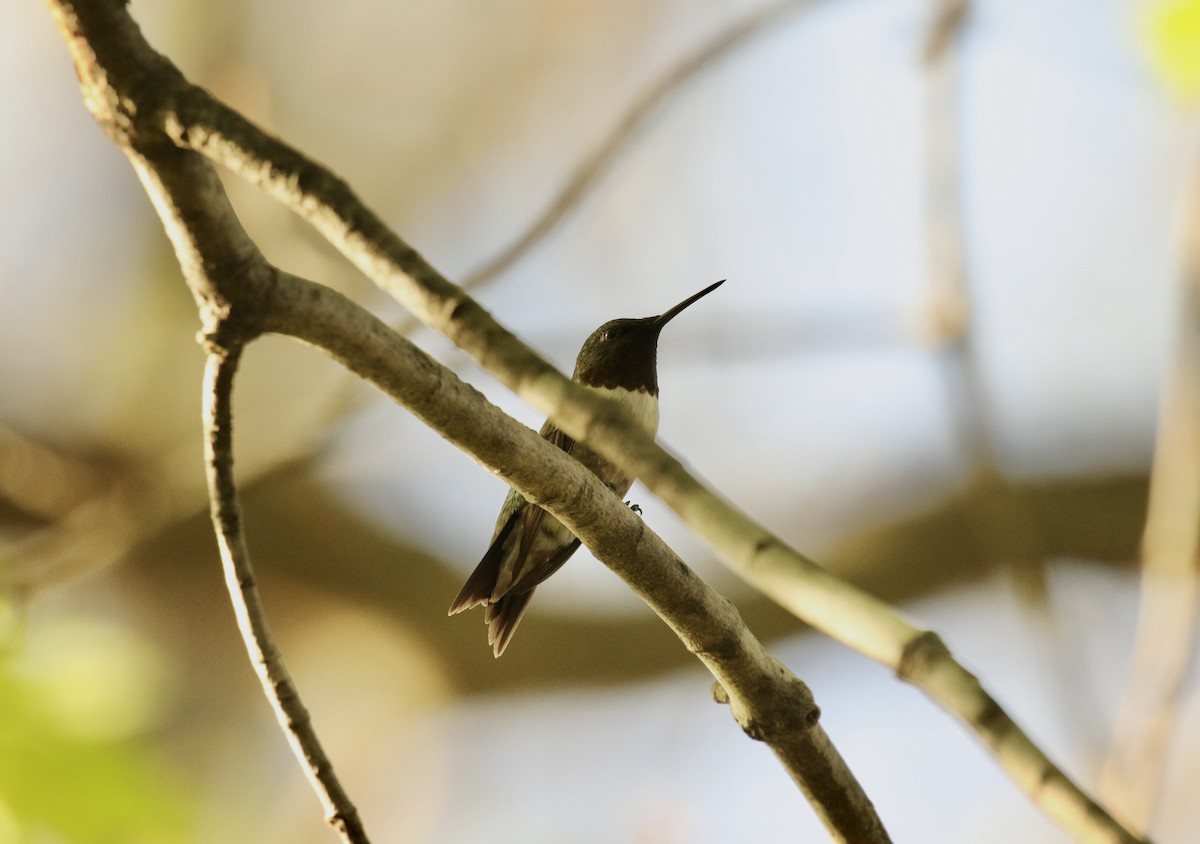 Ruby-throated Hummingbird - ML575095951