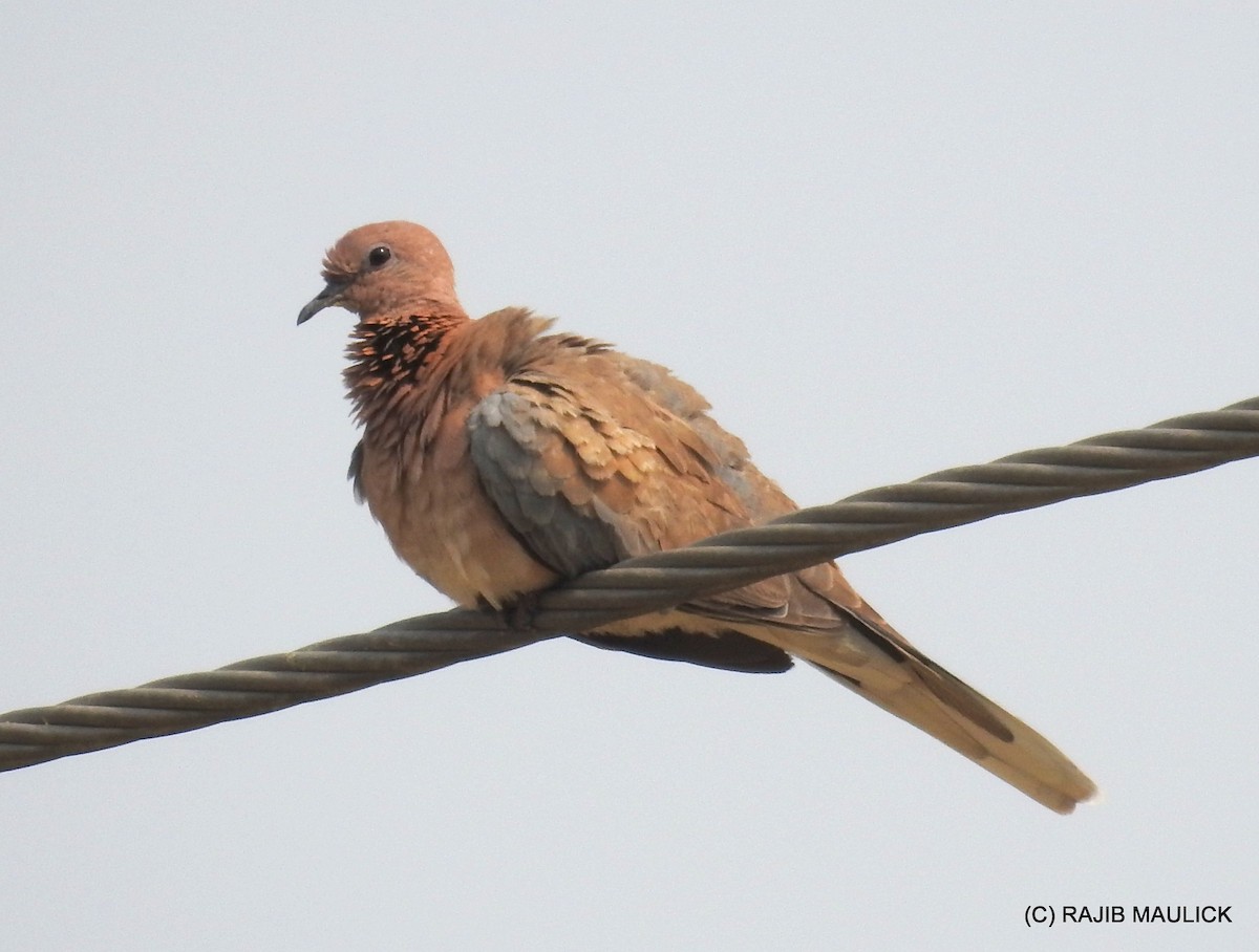 Laughing Dove - ML57509681