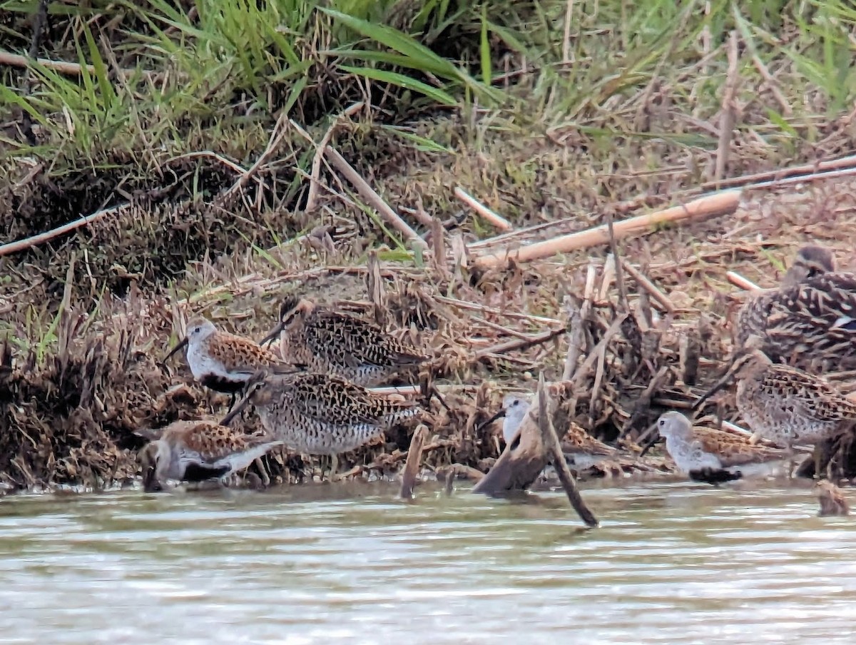 Short-billed Dowitcher (griseus) - ML575097071