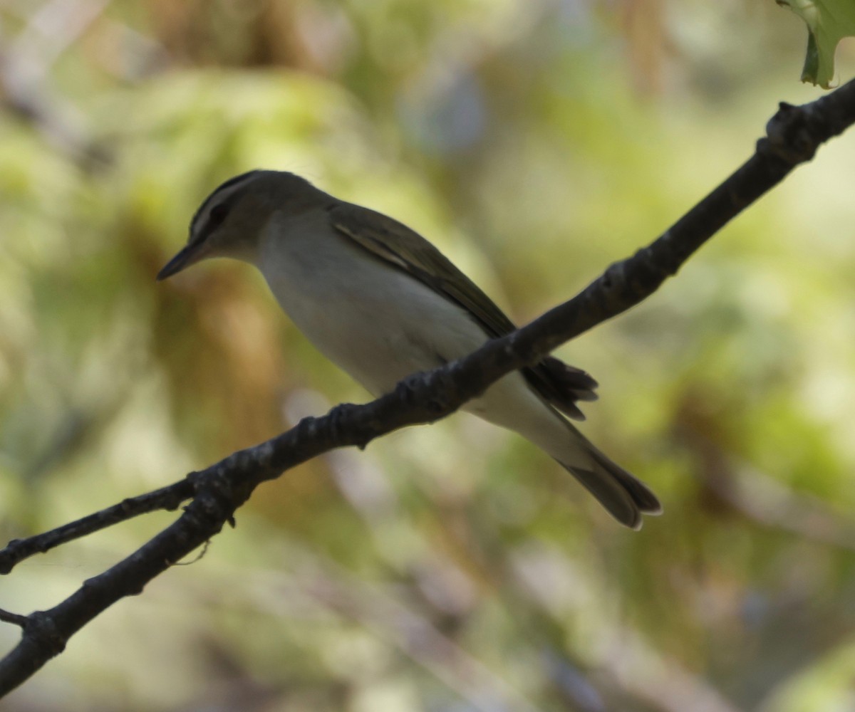 Red-eyed Vireo - ML575097171