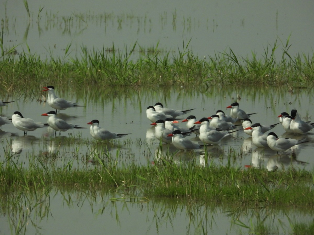 Caspian Tern - ML575098151