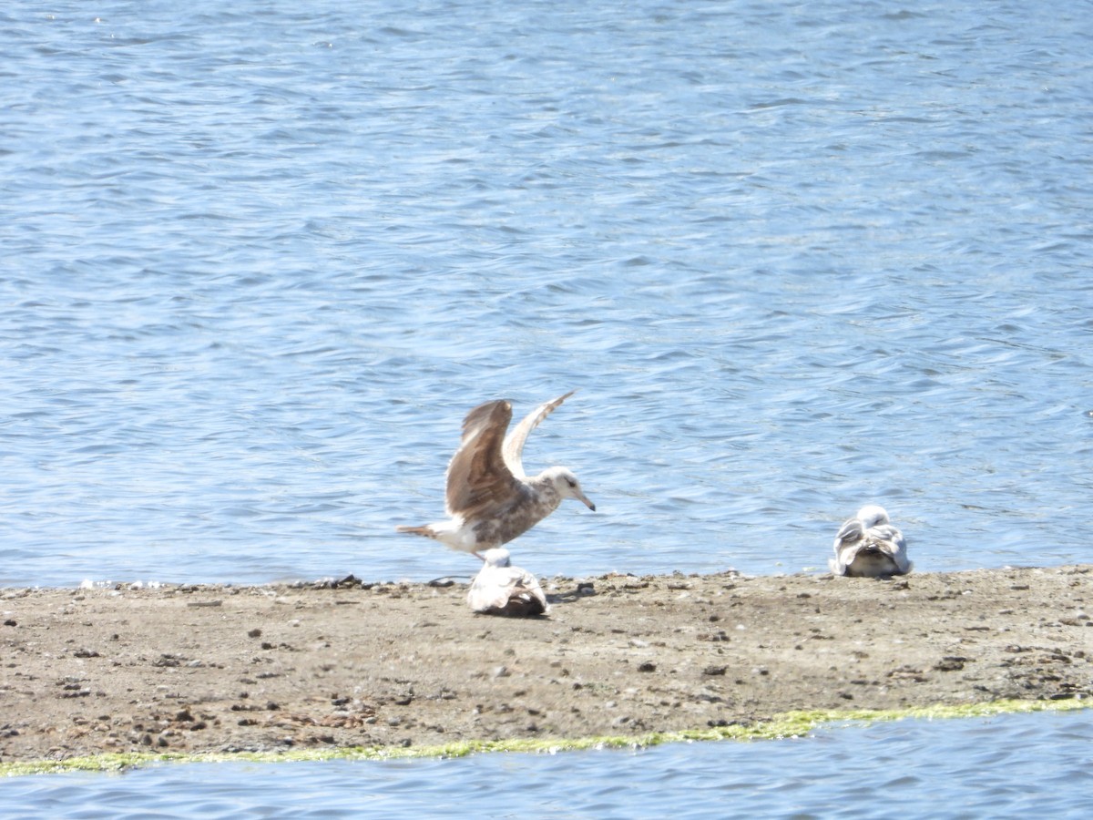 California Gull - ML575098181