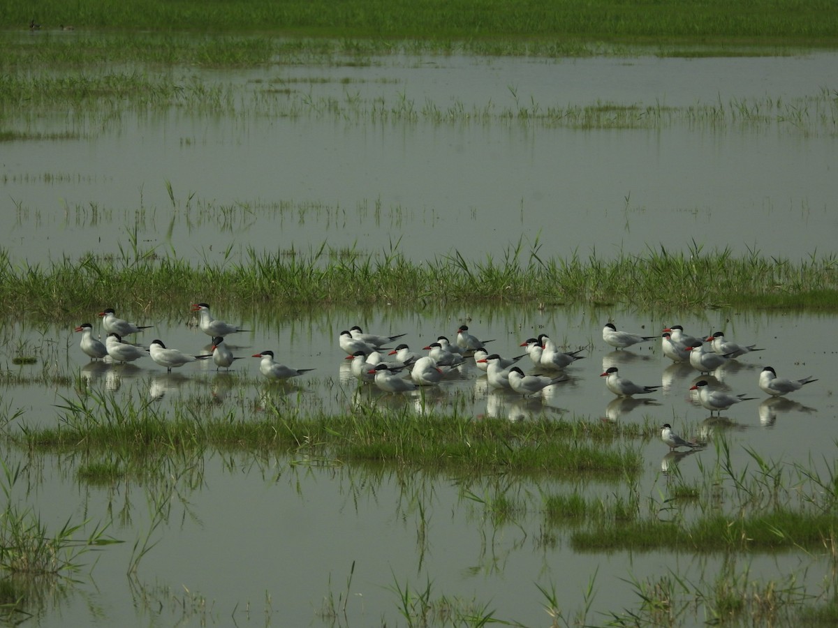 Caspian Tern - ML575098311