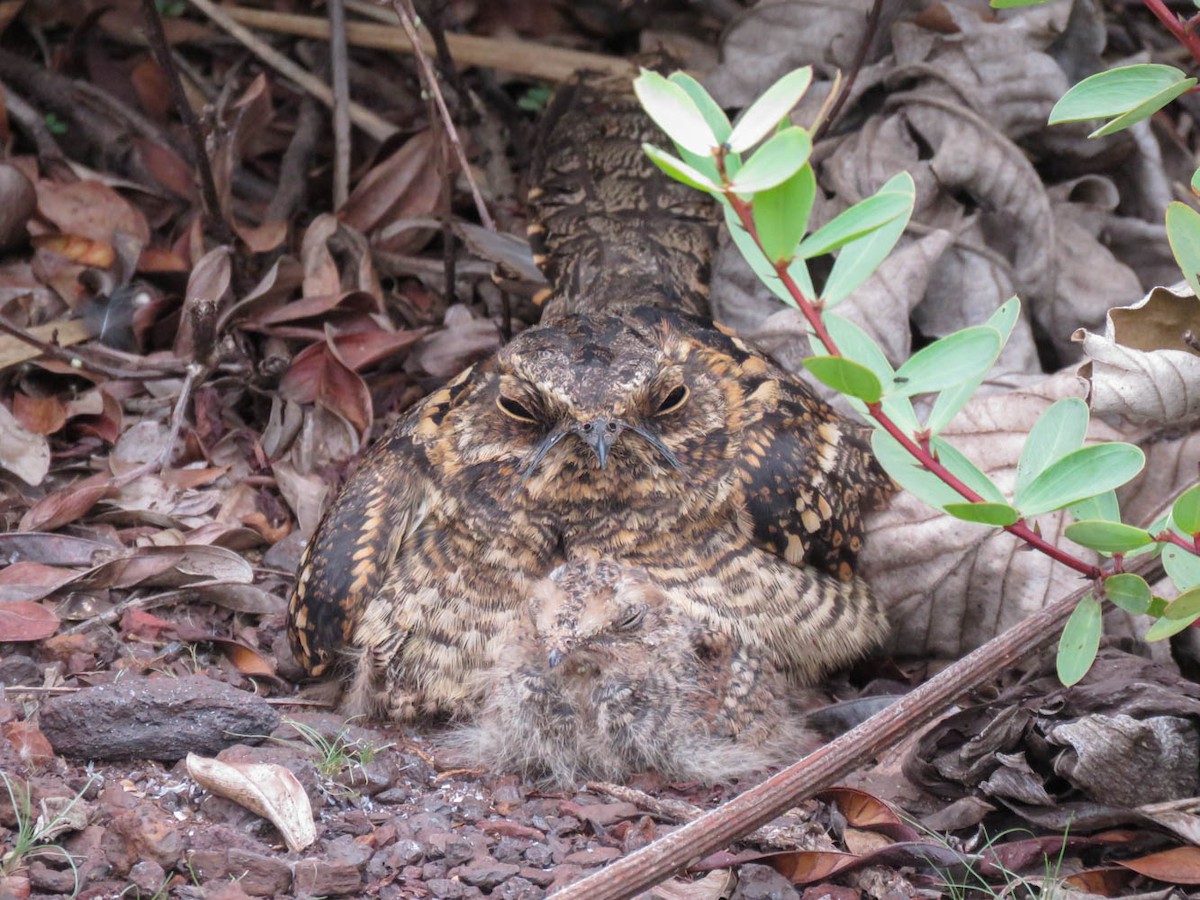 Scissor-tailed Nightjar - ML575098451