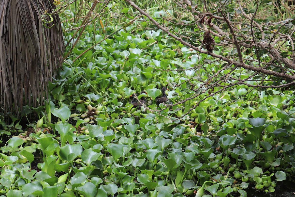 Common Gallinule - ML575098471