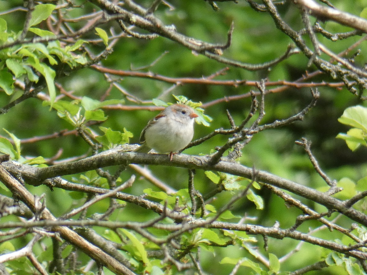 Field Sparrow - ML575098811