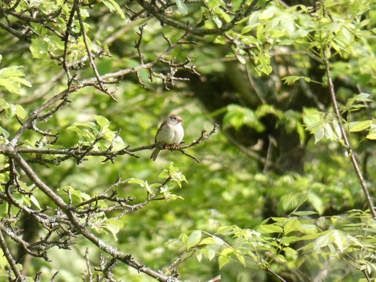 Field Sparrow - ML575098821