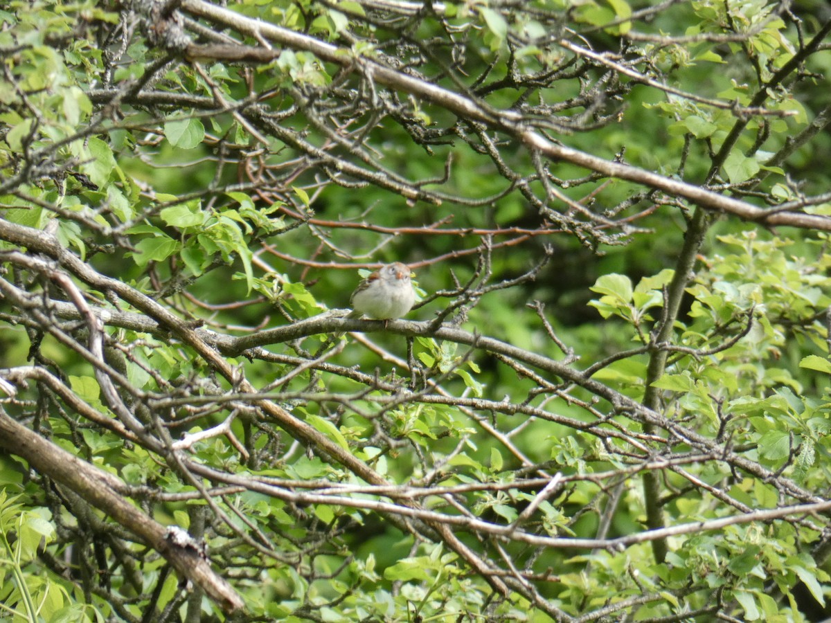 Field Sparrow - ML575098831
