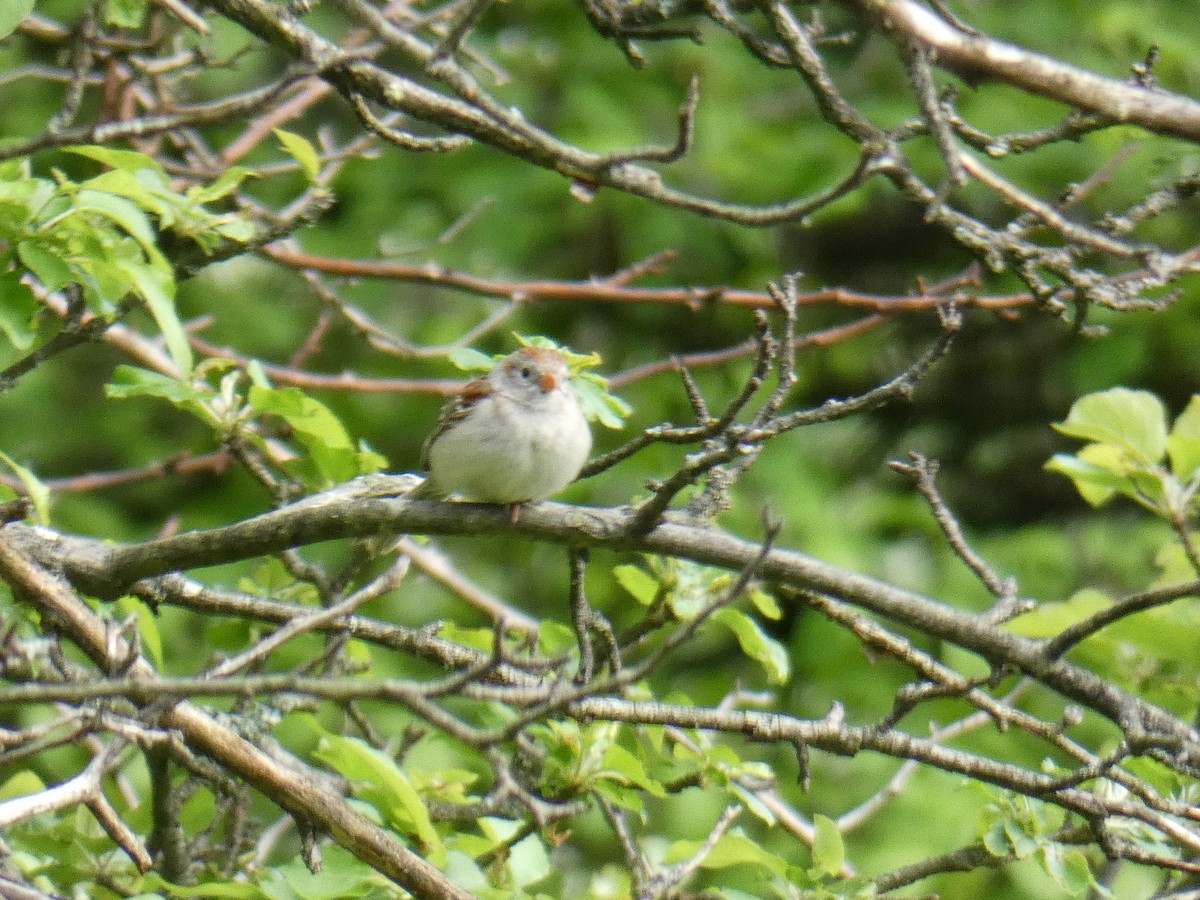 Field Sparrow - ML575098841