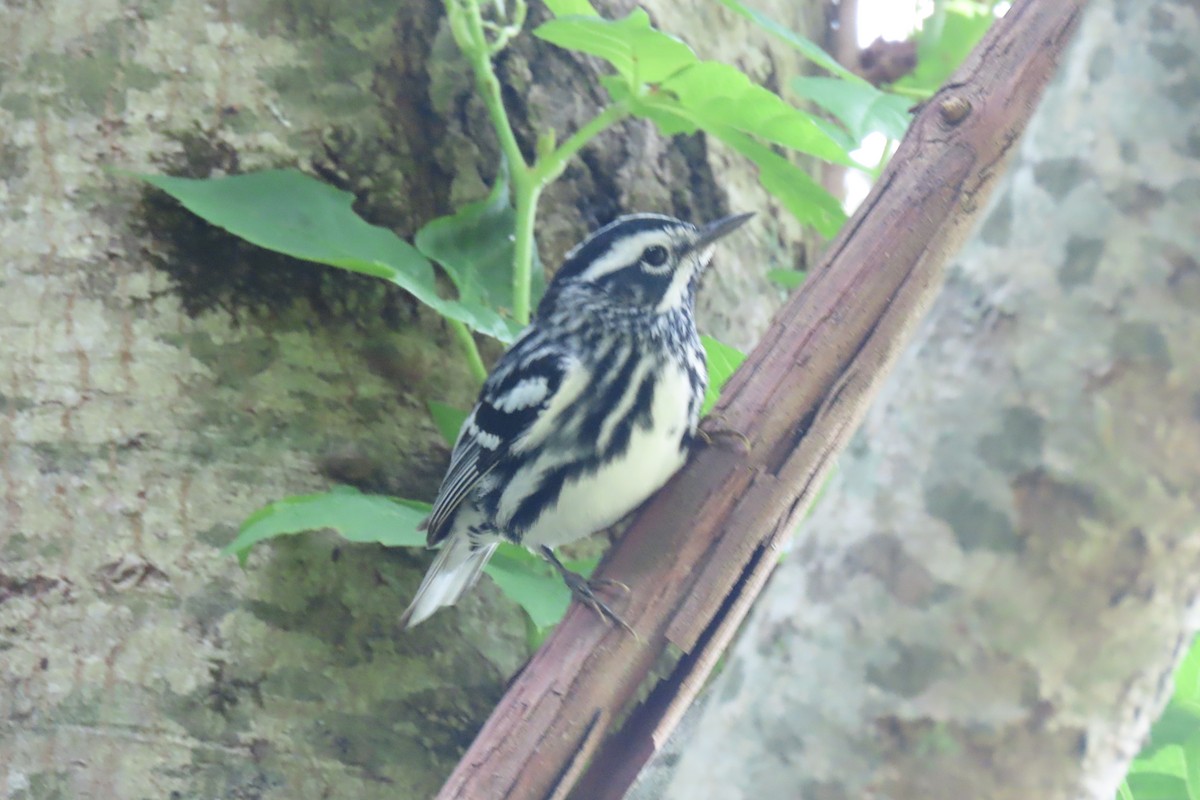 Black-and-white Warbler - Rod Lewis