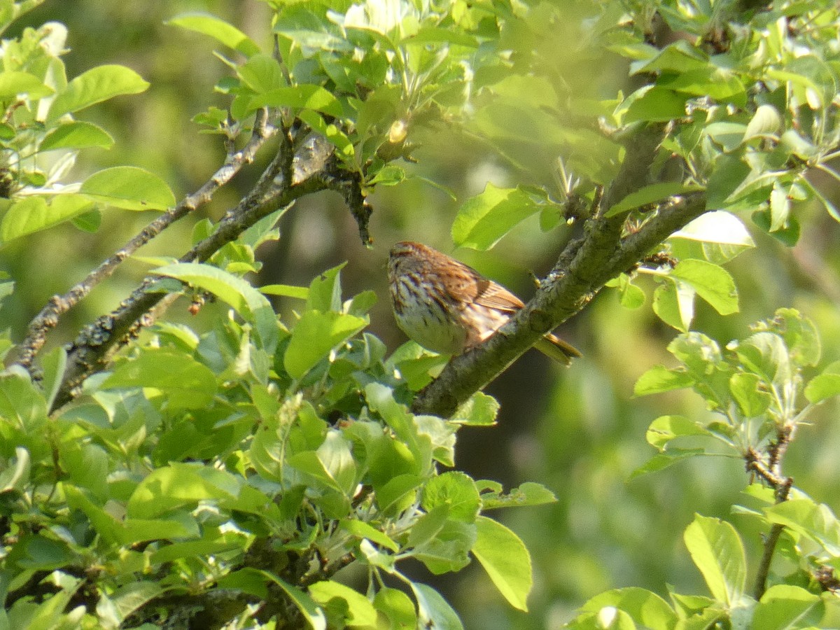 Song Sparrow - ML575099031