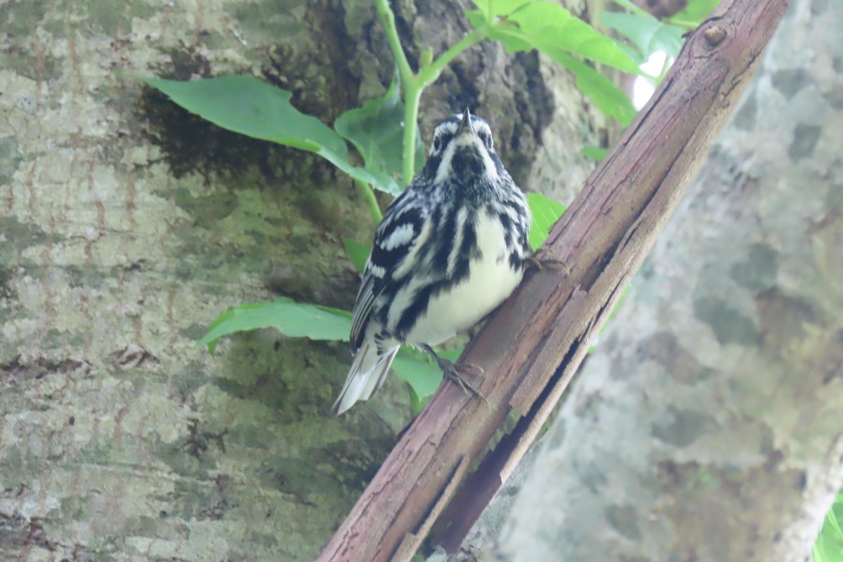 Black-and-white Warbler - Rod Lewis