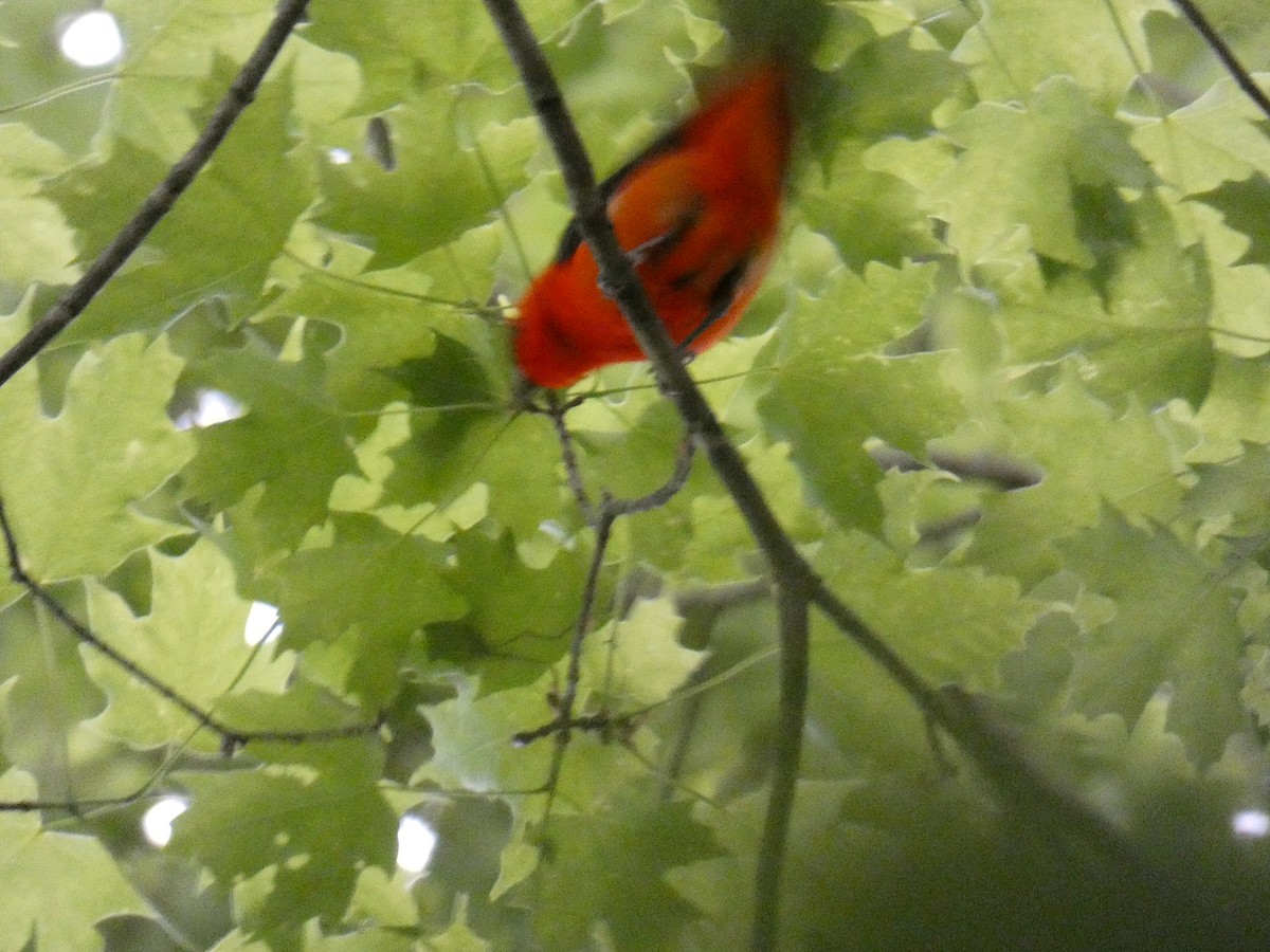 Scarlet Tanager - ML575099201
