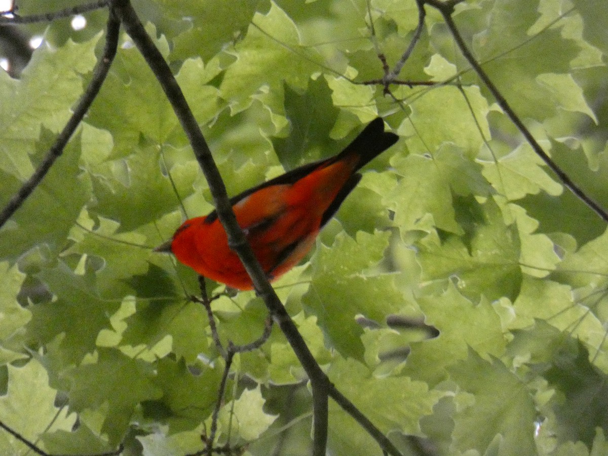 Scarlet Tanager - ML575099221