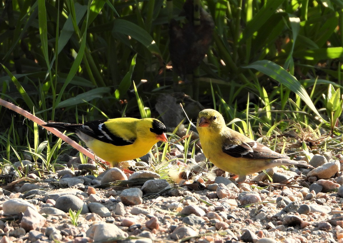 American Goldfinch - ML575099541