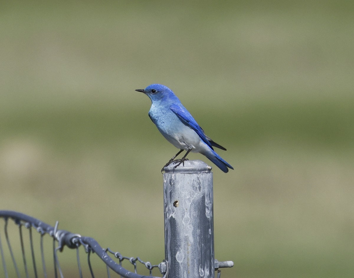 Mountain Bluebird - ML575100091