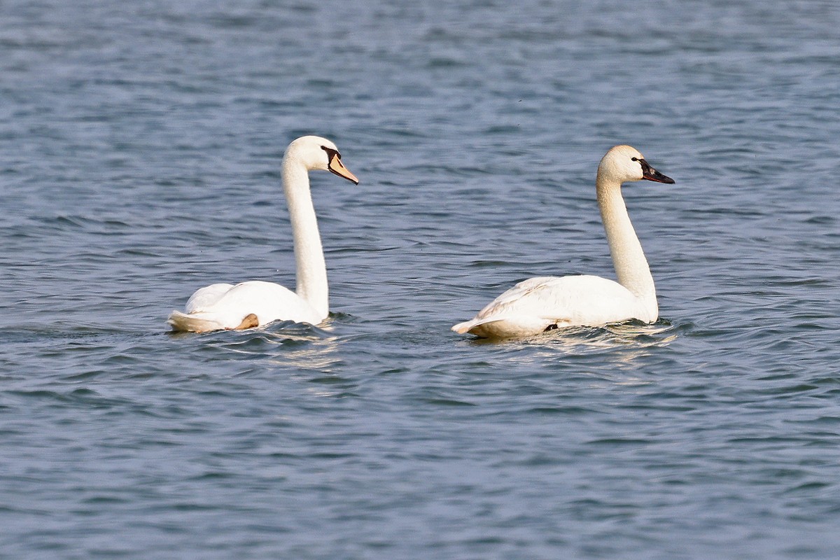 Tundra Swan - ML575100711