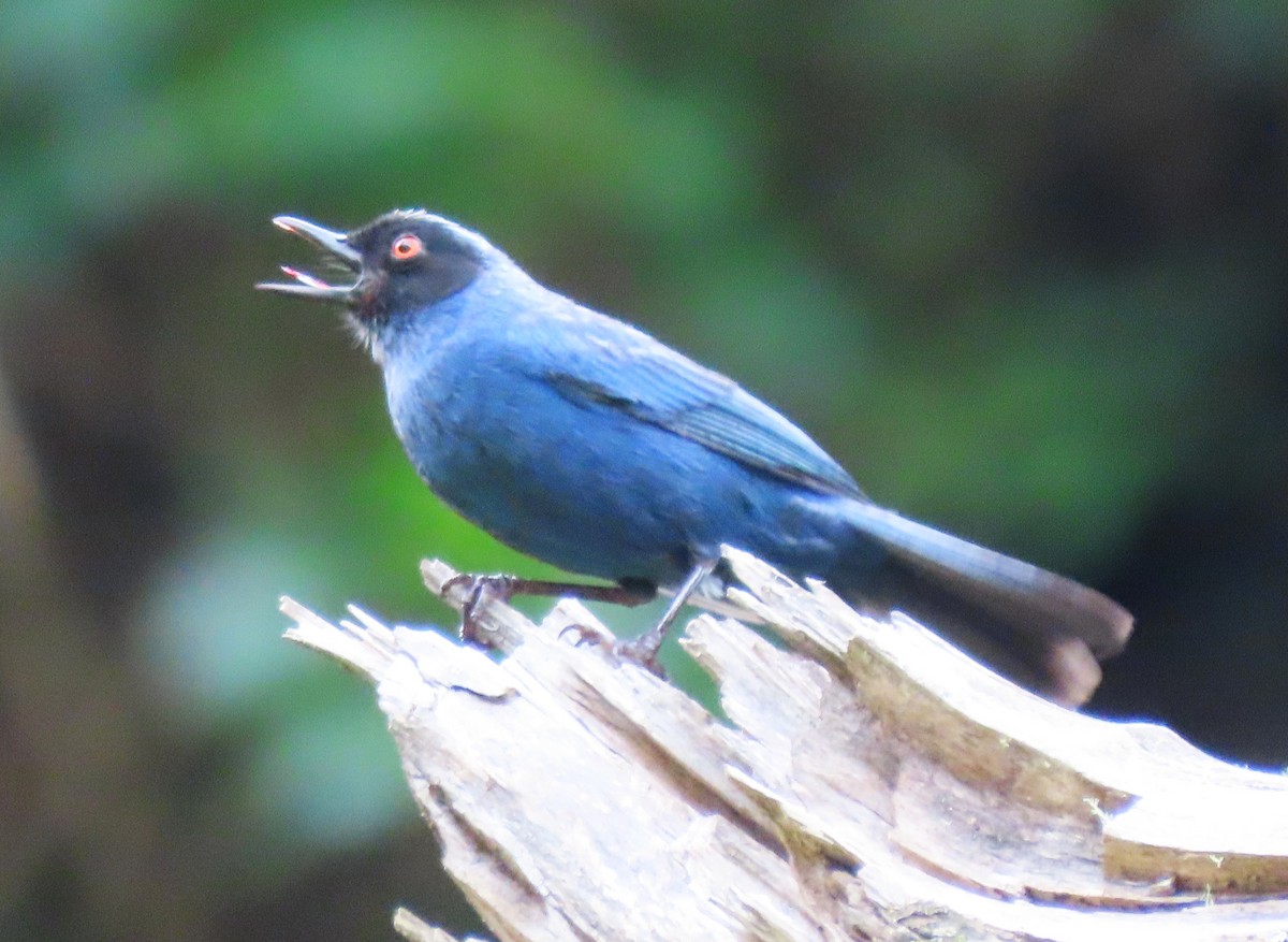 Masked Flowerpiercer - ML575100731